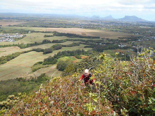 Les goyaviers poussent jusqu'au sommet