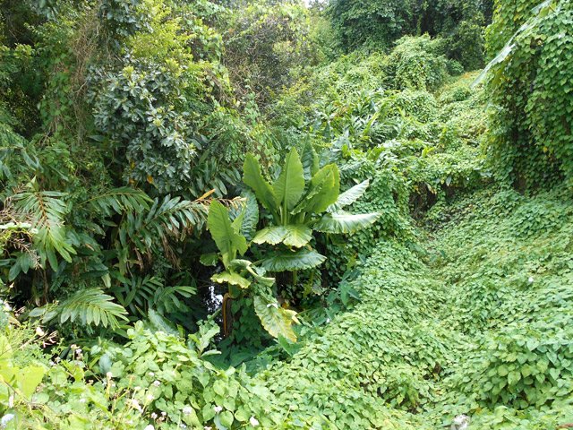 Des taros de plus de 3 m poussent dans cette rivière parfois artificiellement souterraine