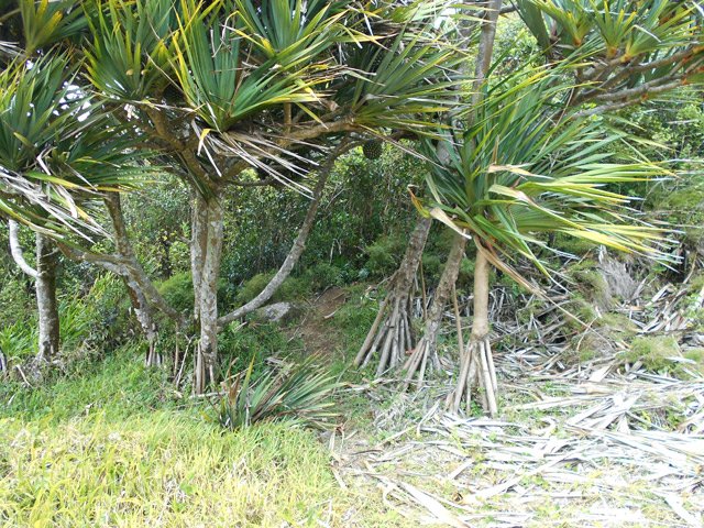La montée débute entre ces troncs de pandanus