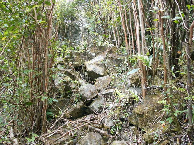 Très vite le ton est donné : pierrier dans les goyaviers