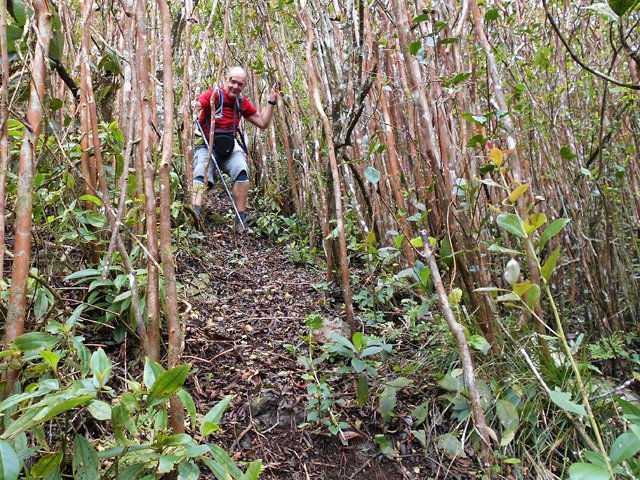 La densité de goyaviers est telle qu'il est inutile de prendre un bâton de marche