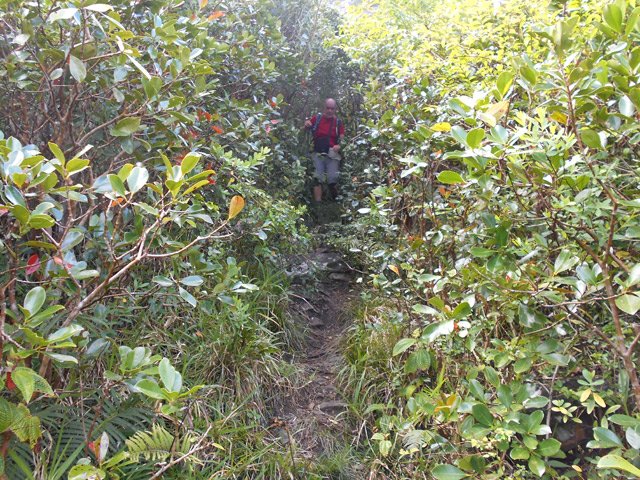 Encore des goyaviers utiles pour se maintenir en descente