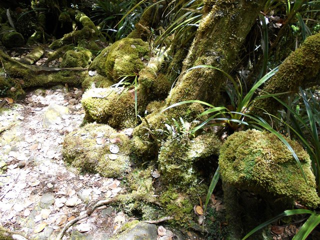 Voyage au pays des mousses en longeant le sentier ombragé