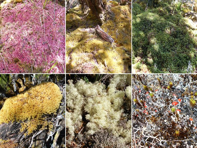 Toutes les couleurs de mousses sont représentées