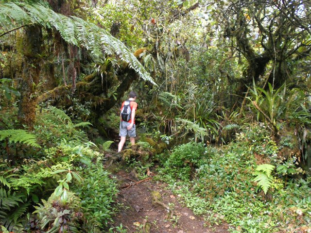 Une des rares parties plates de la montée sous les bois de couleurs