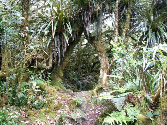 Beaucoup de sabres marrons mais très peu de plantes envahissantes