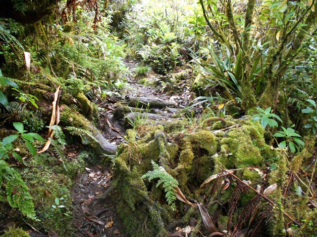 Des rondins traînent dans les portions boueuses