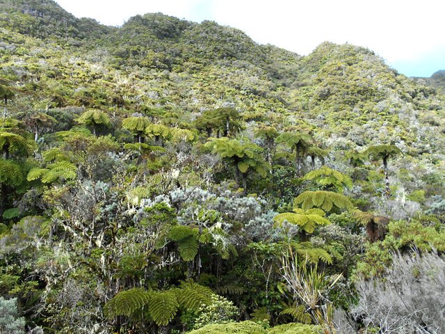 Belle forêt primaire des coteaux Duvernay