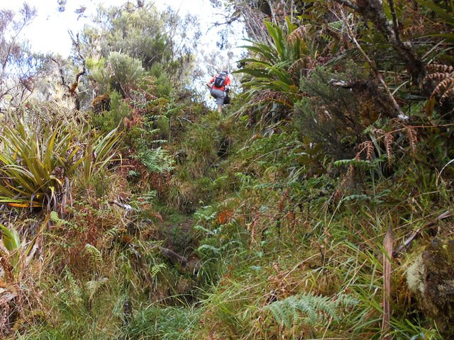 Plus haut, ce sont les herbes qui bordent le sentier
