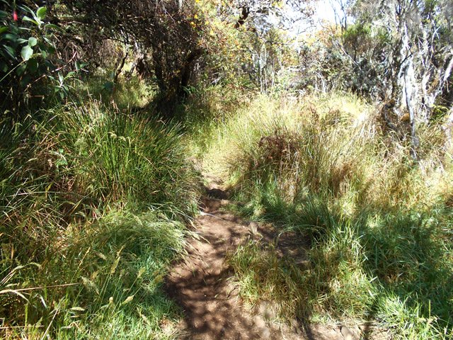 Des joncs et hautes herbes poussent sous les fleurs jaunes