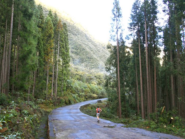 La longue piste Duvernay en période de coupe de bois de cryptomerias