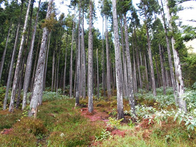 Ces forêts vont changer d'aspect dans les années à venir
