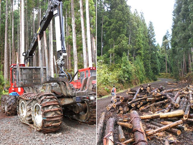 Les engins sont déjà là et les arbres finiront à la scierie de Saint-Benoît