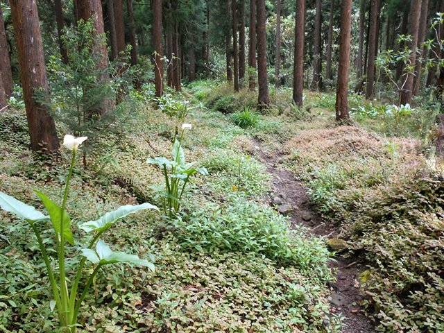 Les derniers cryptomerias dans les jouvences et arums avant les bois de couleurs