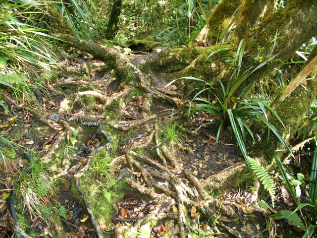 De longues portions sont recouvertes de racines