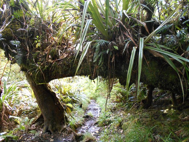 Autant de plantes dans les arbres qu'au sol, comme toujours à Bébour
