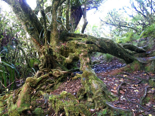De vénérables bois maigres en bord de sentier