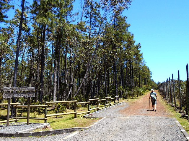 Départ de Pétrin, entre grillage et forêt de pins