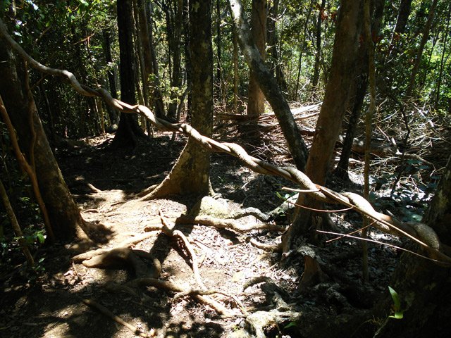 Une liane s'en enroulée autour d'une branche