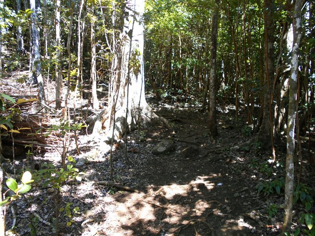 Quelques beaux spécimens dans les goyaviers