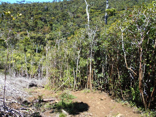 Les goyaviers de la montée ont été coupés