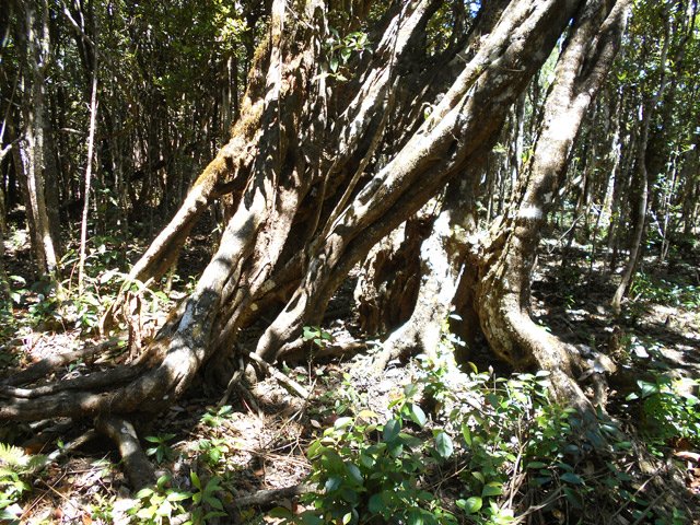 Les goyaviers ne réussissent pas à tuer tous les arbres en place ...