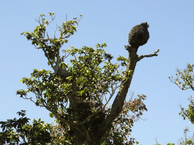 ... mais les termites y arrivent très bien !