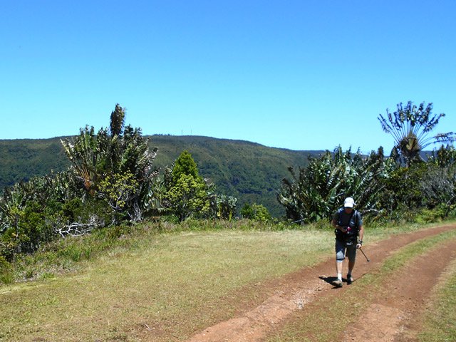 On retrouve les ravenales du départ