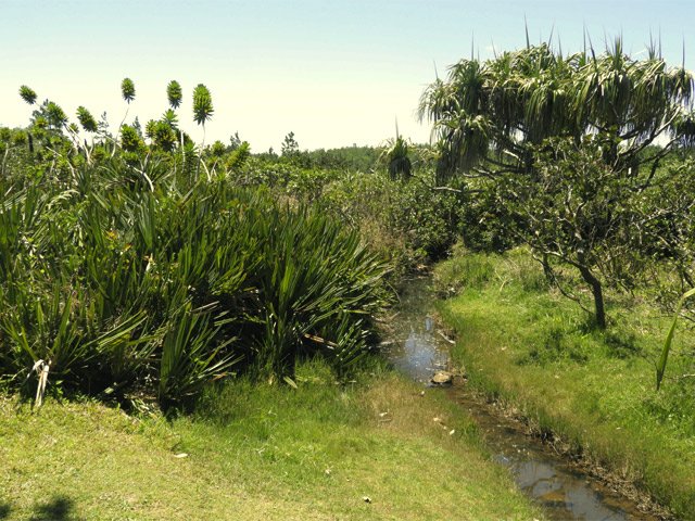 Une nouvelle zone grillagée permet de protéger ces belles espèces végétales