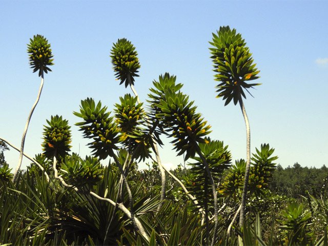 Très belle plante protégée pour un temps de l'invasion des goyaviers