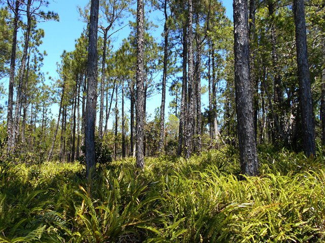 Les fougères ont envahi une partie de la forêt de pins
