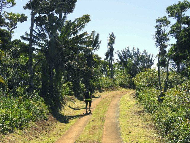 Les arbres du voyageur se multiplient