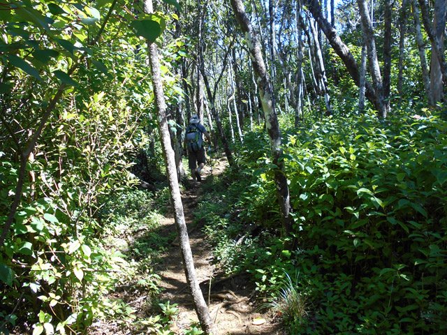 Le sentier débute à l'ombre, presque à plat