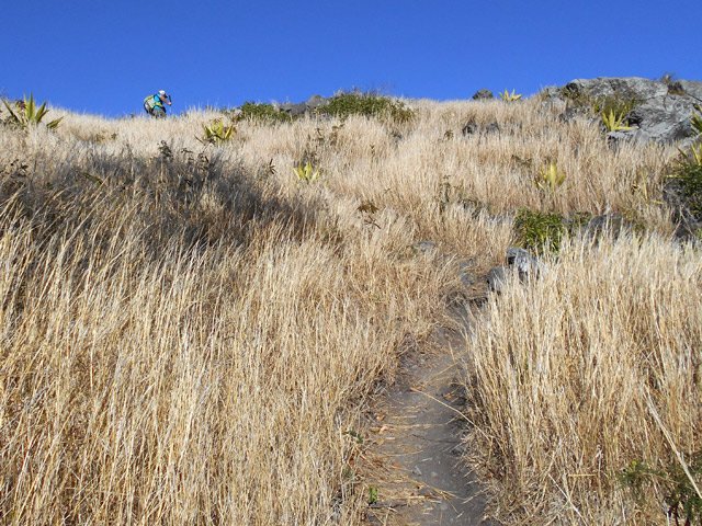 Le sentier monte, rectiligne, dans les herbes jaunes