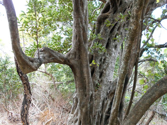 On passe également sous de beaux spécimens de bois rouges