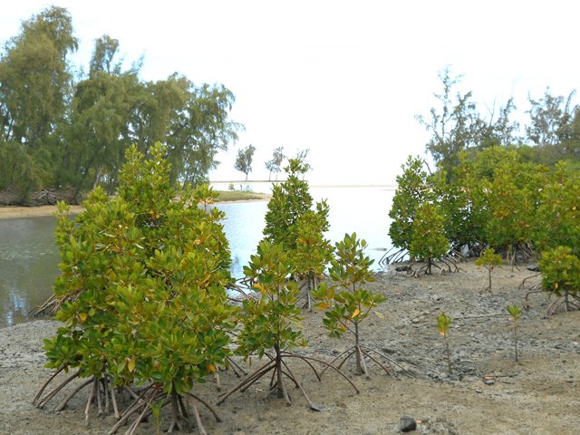 On passe au plus près de l'eau et des palétuviers