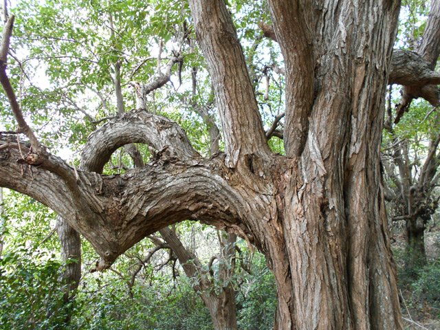 De gros arbres procurent une ombre agréable sous cette chaleur