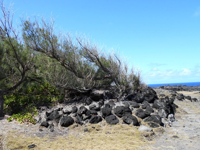 Le vent couche les arbres et le sel ralentit leur croissance