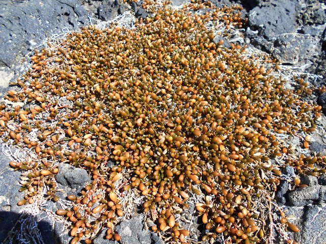 Une cousine lointaine de nos lavangères qui pousse s'il y a du sel sur les rochers