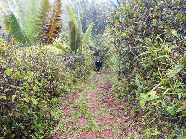 Les goyaviers sont de plus en plus nombreux