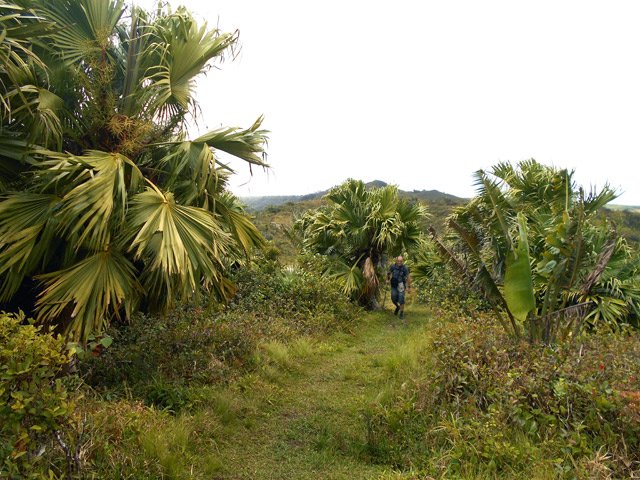 De beaux lataniers poussent entre les ravenales