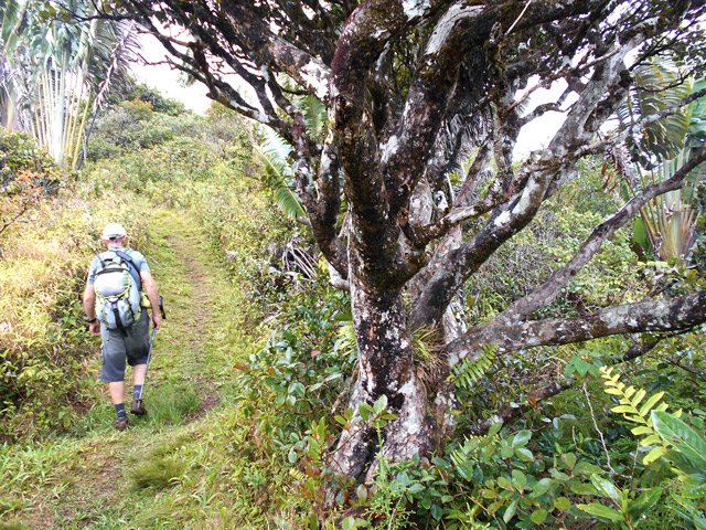 Quelques bois de couleurs résistent aux goyaviers