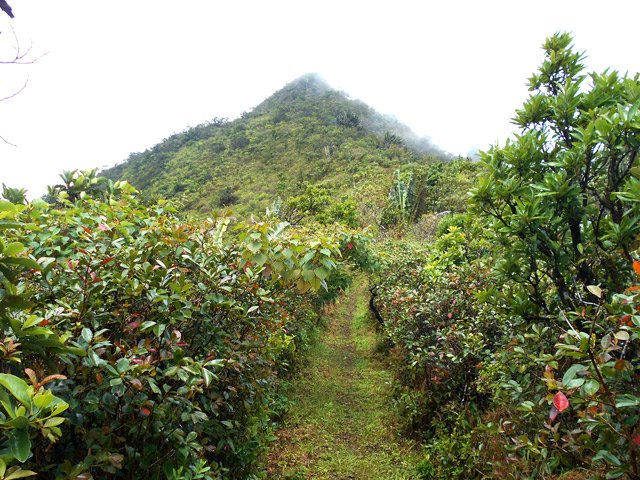La fin est proche entre les goyaviers