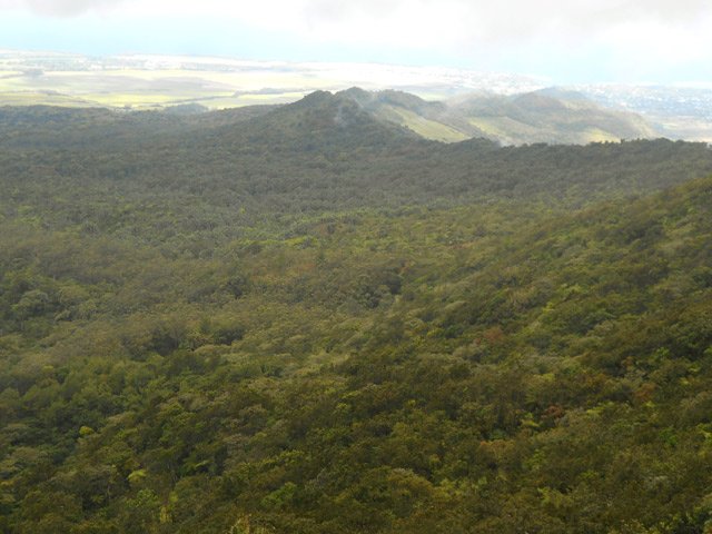 Grandes forêts vers la côte