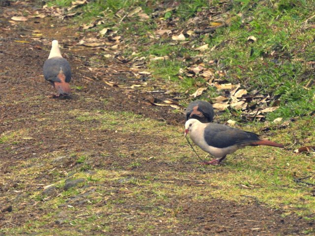 Les pigeons des mares pullulent dans la zone