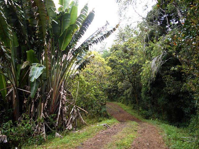 Les premières ravenales font leur apparition