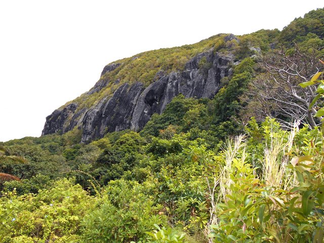Dernier regard vers le lionceau avant de traverser les cannes