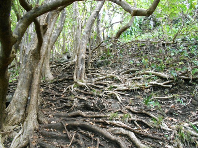Portion assez raide sur les racines formant des marches
