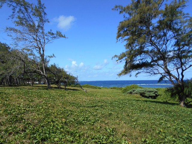 Grandes étendues de pelouse envahies de patates à Durand