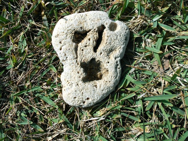 Une forme originale de corail mort, sur le bord du chemin